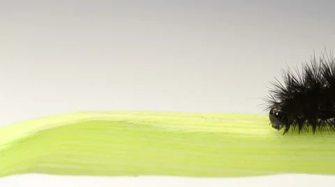 Black caterpillar crawling. closeup Stock Footage 8558451