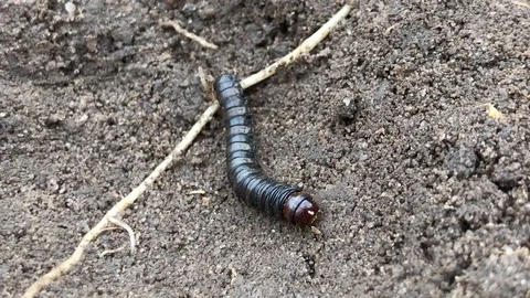 Black caterpillar crawling on the ground Stock Footage 119275799