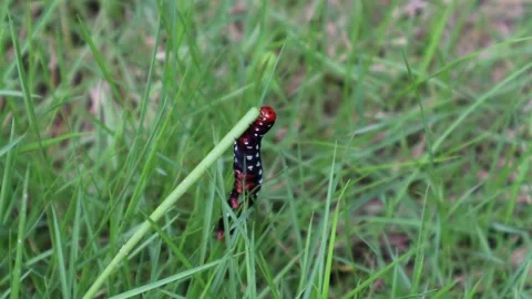 Black Caterpillar eating grass leaf. Indian lily moth Caterpillar. Stock Footage