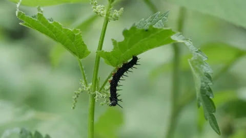 Black caterpillar eats a nettle. Stock Footage 159914462
