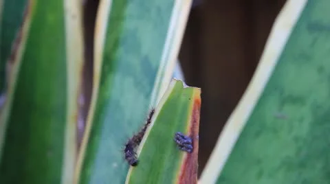 Black caterpillar Stock Footage 9863488