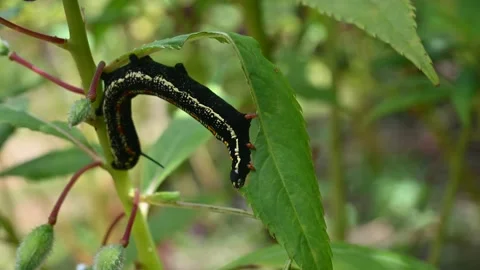 Black Caterpillar Stock Footage 237401426