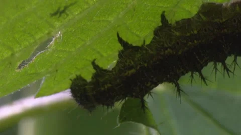 Black caterpillar on green leaf in spring Stock Footage 329773876