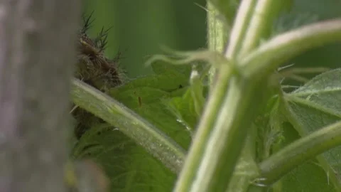 Black caterpillar on green leaf in spring Stock Footage 329773888