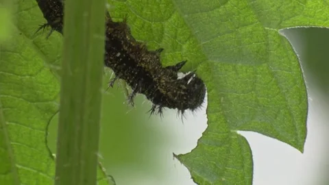 Black caterpillar on green leaf in spring Stock Footage 329773905