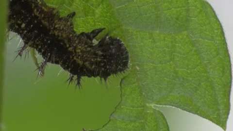 Black caterpillar on green leaf in spring Stock Footage 329773910