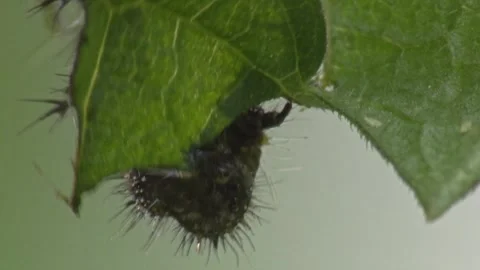 Black caterpillar on green leaf in spring Stock Footage 329773913