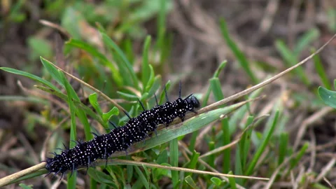 Black caterpillar insect Stock Footage 101400165