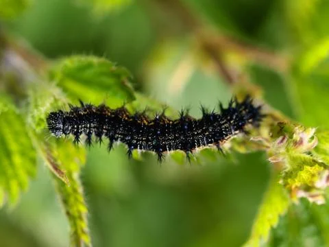 Black caterpillar macro 스톡 사진