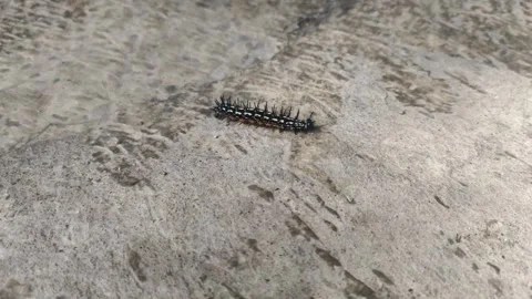 A Black Caterpillar Moves Stock Footage 303460634