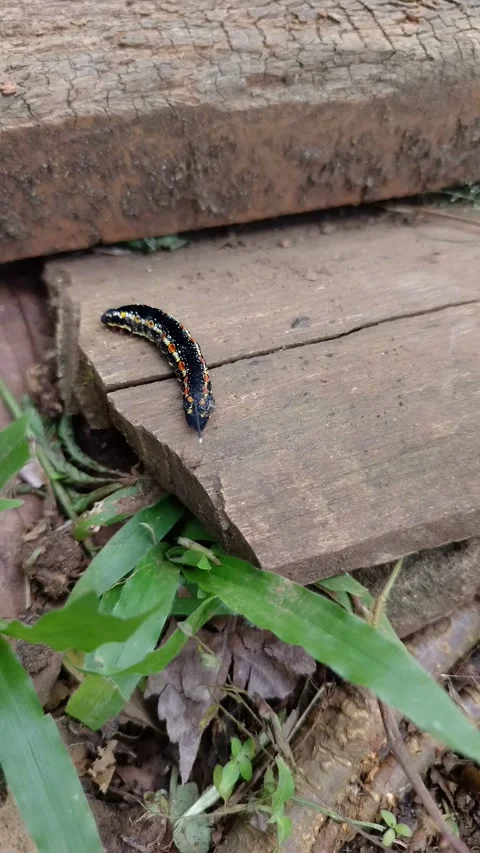 Black caterpillar with orange spots crawling on a wooden plank Stock Footage 333182959