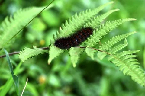 Black caterpillar Stock Photos