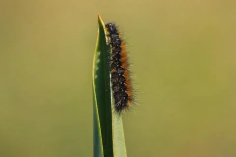 Black Caterpillar Stock Photos