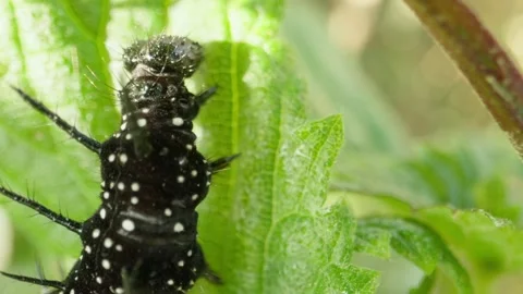 Black caterpillar with spines slowly devours leaf under shaded plant cover Stock Footage 314657782