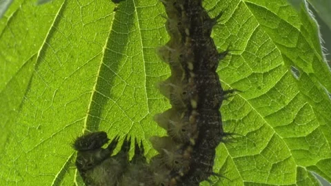 Black caterpillar suspended from leaf preparing for metamorphosis Stock Footage 329773901