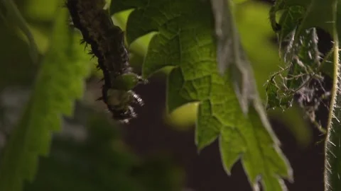 Black caterpillar suspended from leaf preparing for metamorphosis Stock Footage 329773919