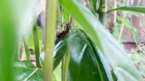 Black caterpillar walking on leaves Stock Footage 218283176