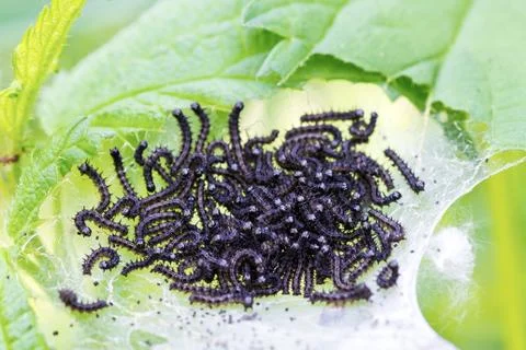 Black caterpillar in a web of. Stock Photos