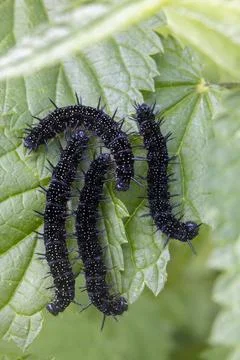 Black caterpillars on a green leaf Stock Photos