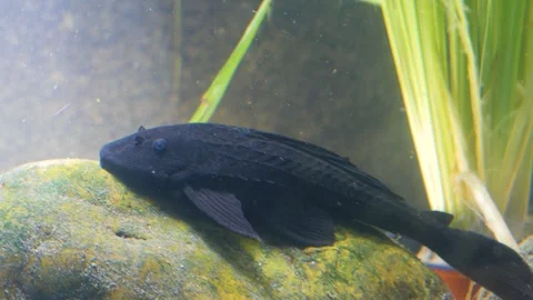 Black catfish on a rock. Stock Footage 336036532