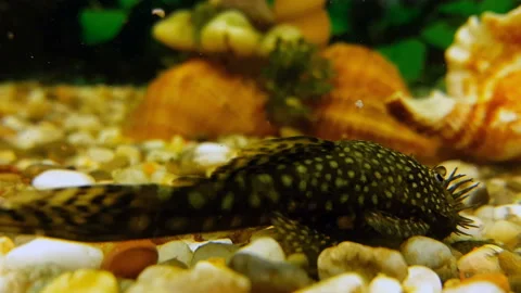 Black catfish swims in the aquarium Stock Footage