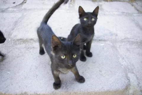 Black Cats Stock Photos