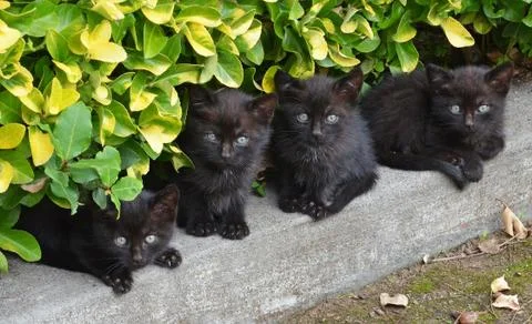 Black cats Stock Photos