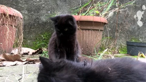 Black Cats playing together in Abandoned Place Stock Footage 219213428