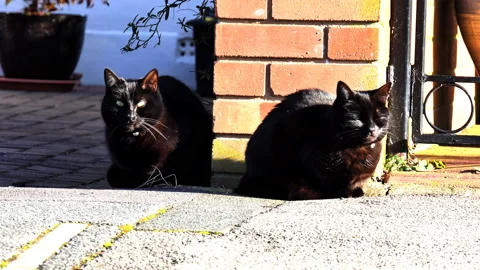 Black cats sit on the sidewalk. Stock Footage 86413099