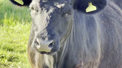 Black cattle animal looking around close up Stock Footage 336515596