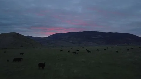 Black cattle in dark field at sunset Video stock 166258573