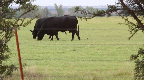 Black Cattle Grazing Stock-Footage 41369110
