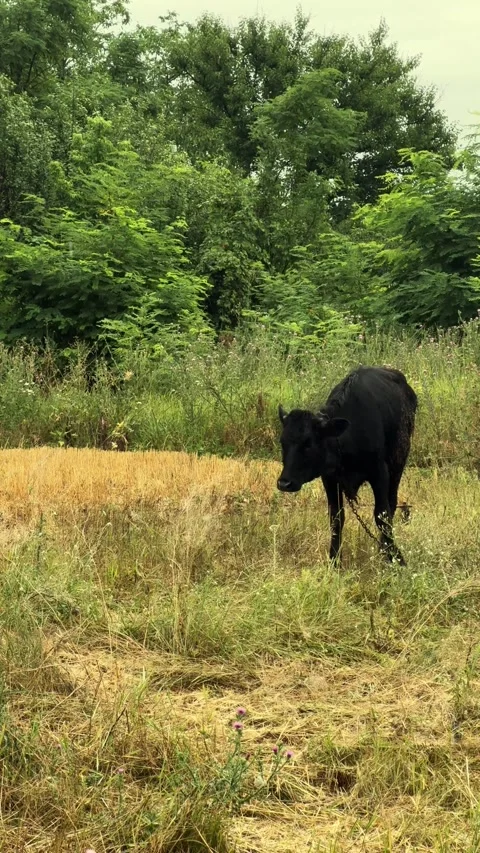 Black Cattle Grazing in Green Field 動画素材 340340735