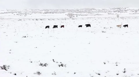 Black Cattle Mountain Snow Stock Footage 61897211