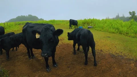 Black cattle slowly walk through the pasture on a rainy day. Cows grazing Stock Footage 275565143