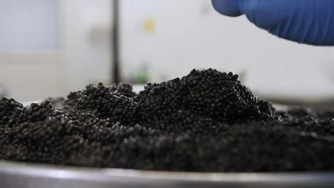 Black caviar macro video. Fish production workshop. Stock Footage 248533393