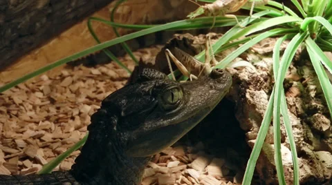 Black cayman Stock Footage 32282595