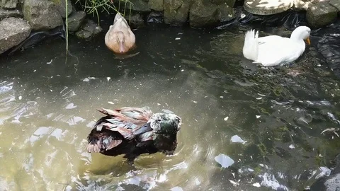 Black Cayuga duck on pond bathing and splashing water. Stock Footage 109320863