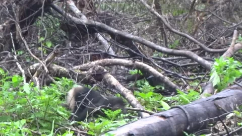 A black Celebes macaque called Macaca nigra from Sulawesi in Dense Forest Stock Footage 297195974