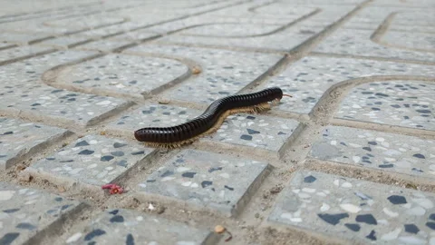 Black centipede crawling across sidewalk. Stock Footage 257054160