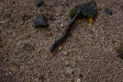 A black centipede crawling on the ground around moss in the jungle, in its na Stock Photos