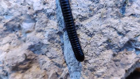 Black centipede going down on the grey stone HD Stock Footage 156494897