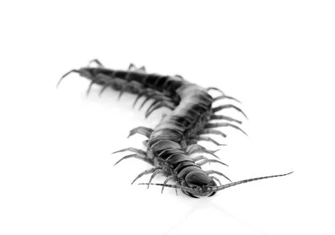 Black centipede isolated on white background Stock Photos