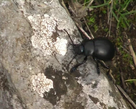 Black chafer Stock Footage