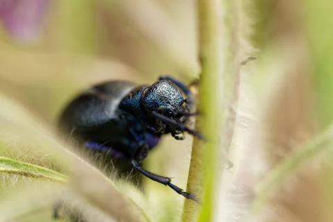 Black chafer Foto stock