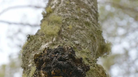 The black chaga mushroom on the tree trunk in Estonia Stock Footage 157930317