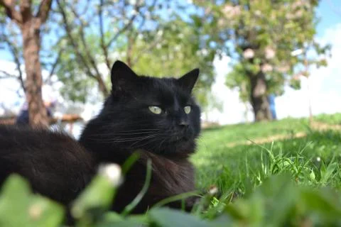 Black Chantilly cat lies in the blossoming spring garden Stock Photos