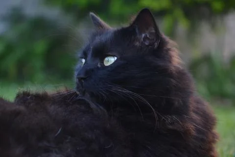 Black Chantilly cat stroking somewhere in the garden Stock Photos