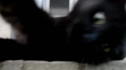 Black Chantilly tiffany cat Stock Footage 53814992