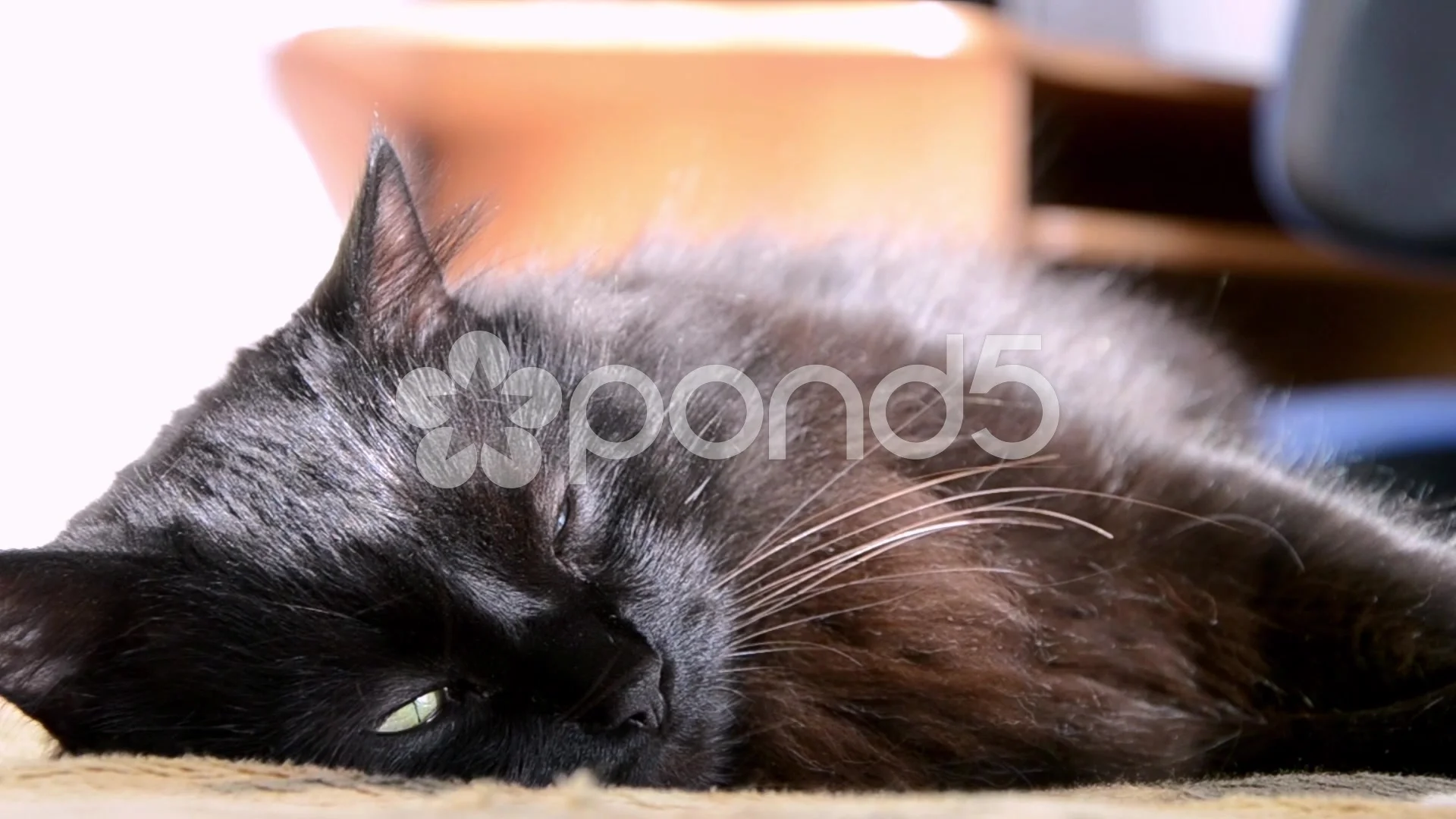 Black Chantilly Tiffany Cat Lying On A B Stock Video Pond5